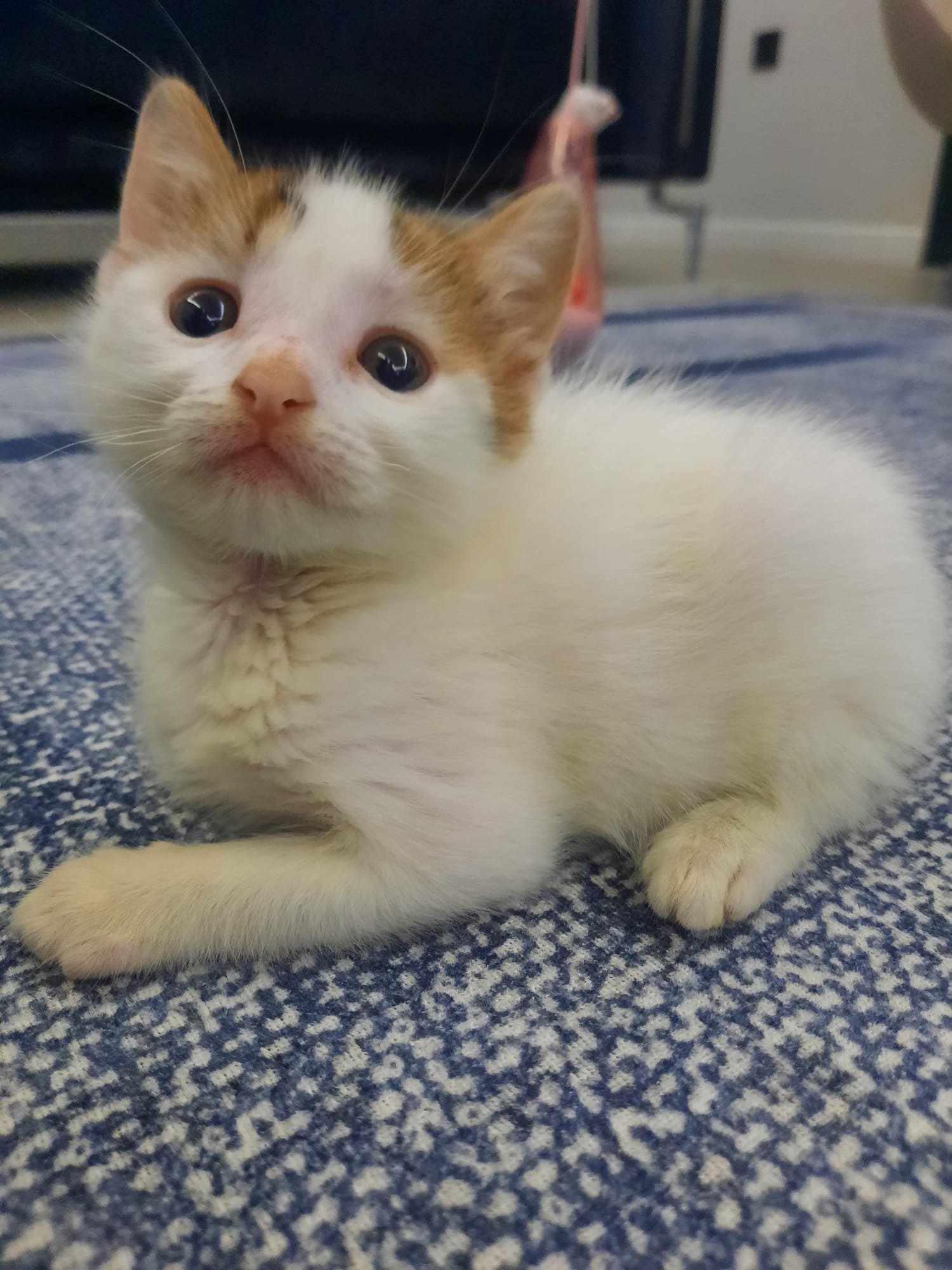 patisu - Sahiplenme İlanı